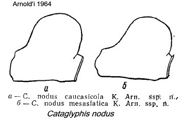 {Cataglyphis nodus petioles}