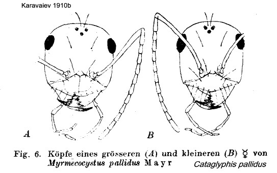 Cataglyphis pallidus heads