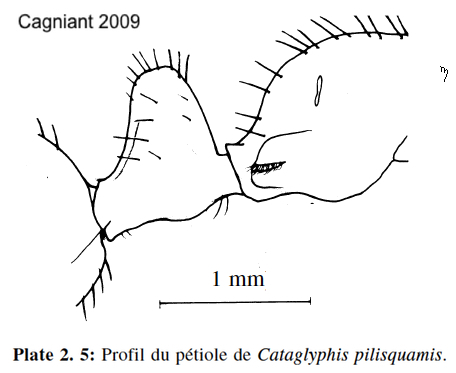 Cataglyphis pilsquamis