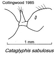 {Cataglyphis sabulosus}
