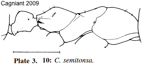 Cataglyphis semitonsa