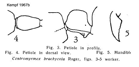 {Centromyrmex brachcycola}