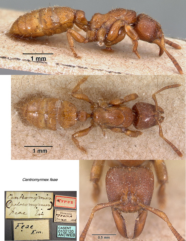 {Centromyrmex feae