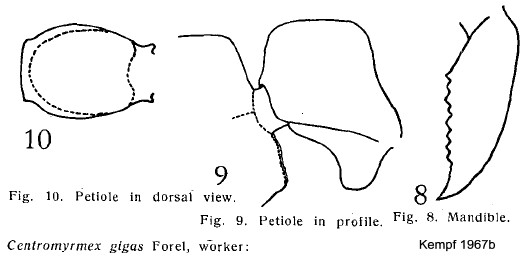 {Centromyrmex gigas}
