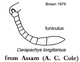 {Cerapachys longitarsus antenna}