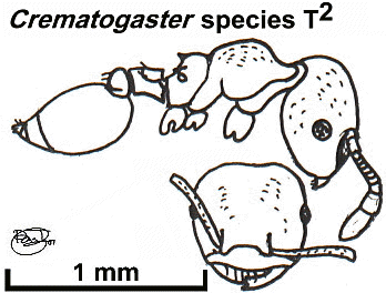 {Crematogaster species T2}