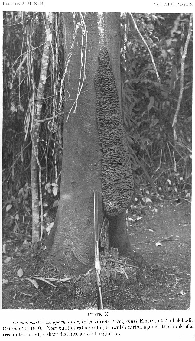 {Crematogaster depressa nest}
