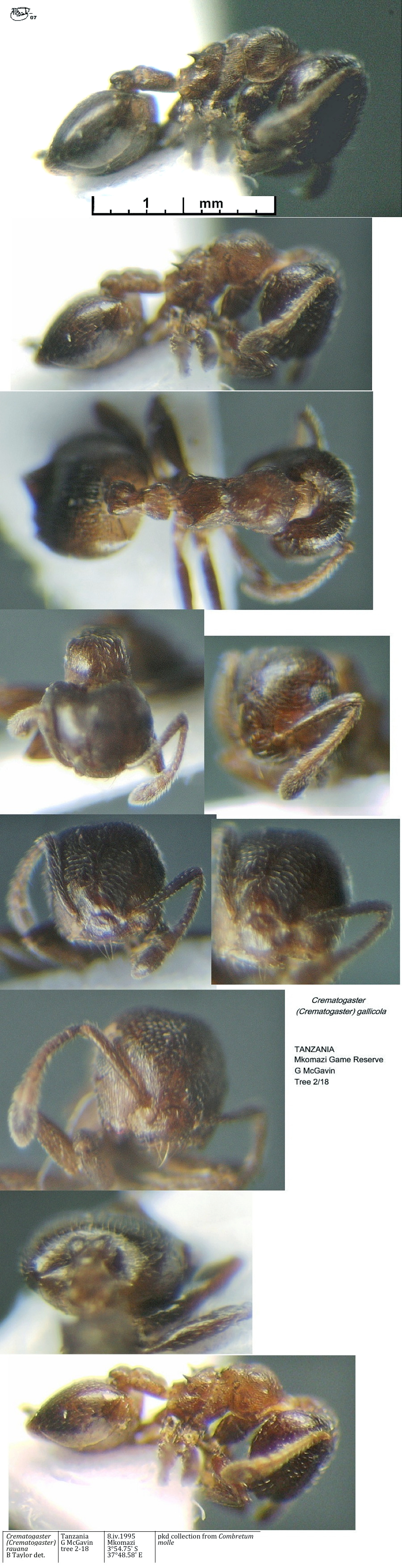 {Crematogaster rauana}