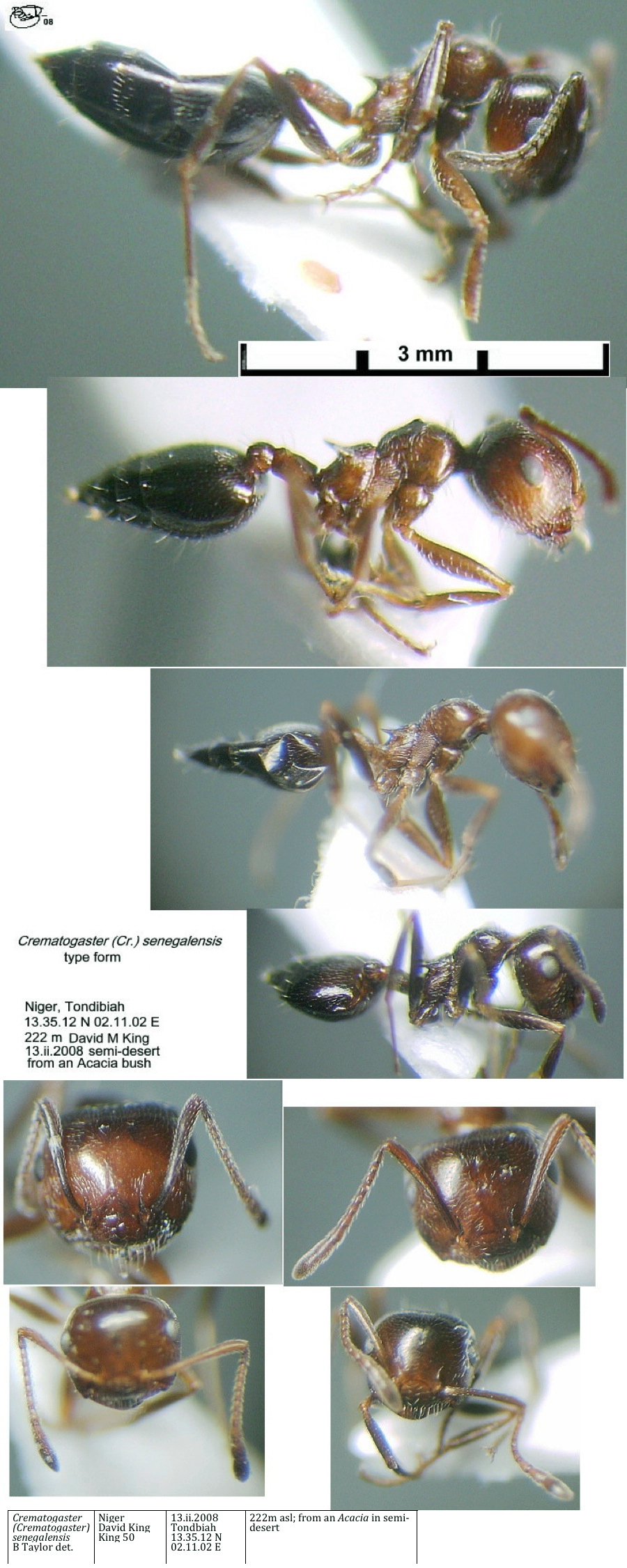 {Crematogaster senegalensis type form morphs}