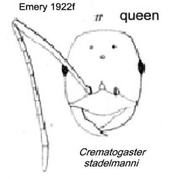Crematogaster stadelmanni queen