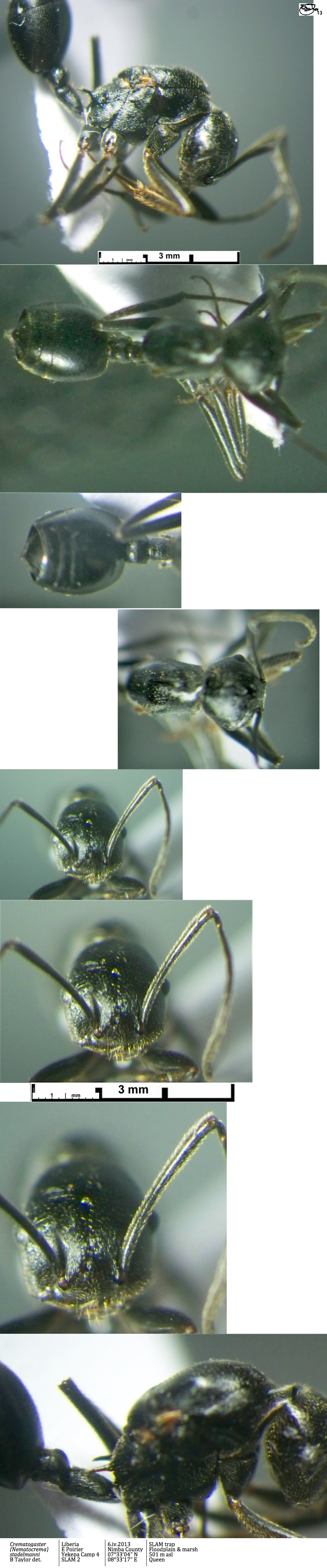 {Crematogaster stadelmanni queen}