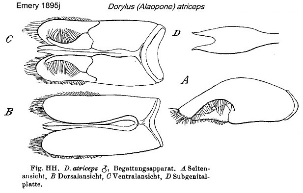 {Dorylus atriceps male genitalia}
