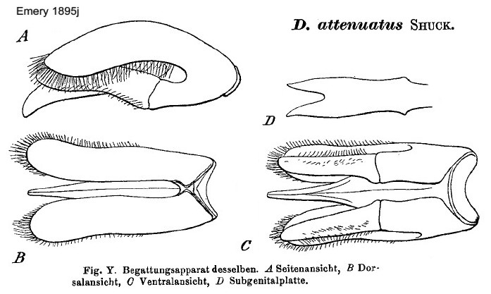 {Dorylus attenuatus type male genitalia}