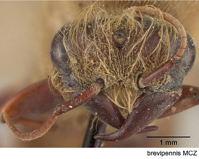 {Dorylus brevipennis male head}