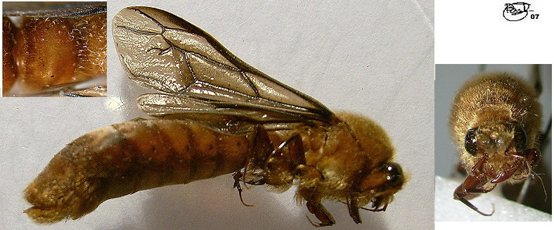 {Dorylus fuscipennis male}