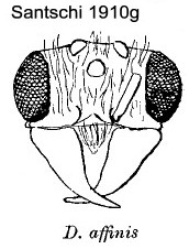 {Dorylus affinis male head}