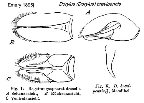 {Dorylus brevipennis}