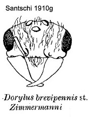 {Dorylus brevipennis}
