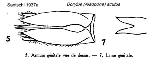 {Dorylus acutus male genitalia}
