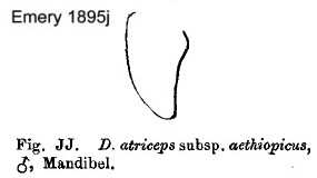 {Dorylus aethiopicus male mandible}