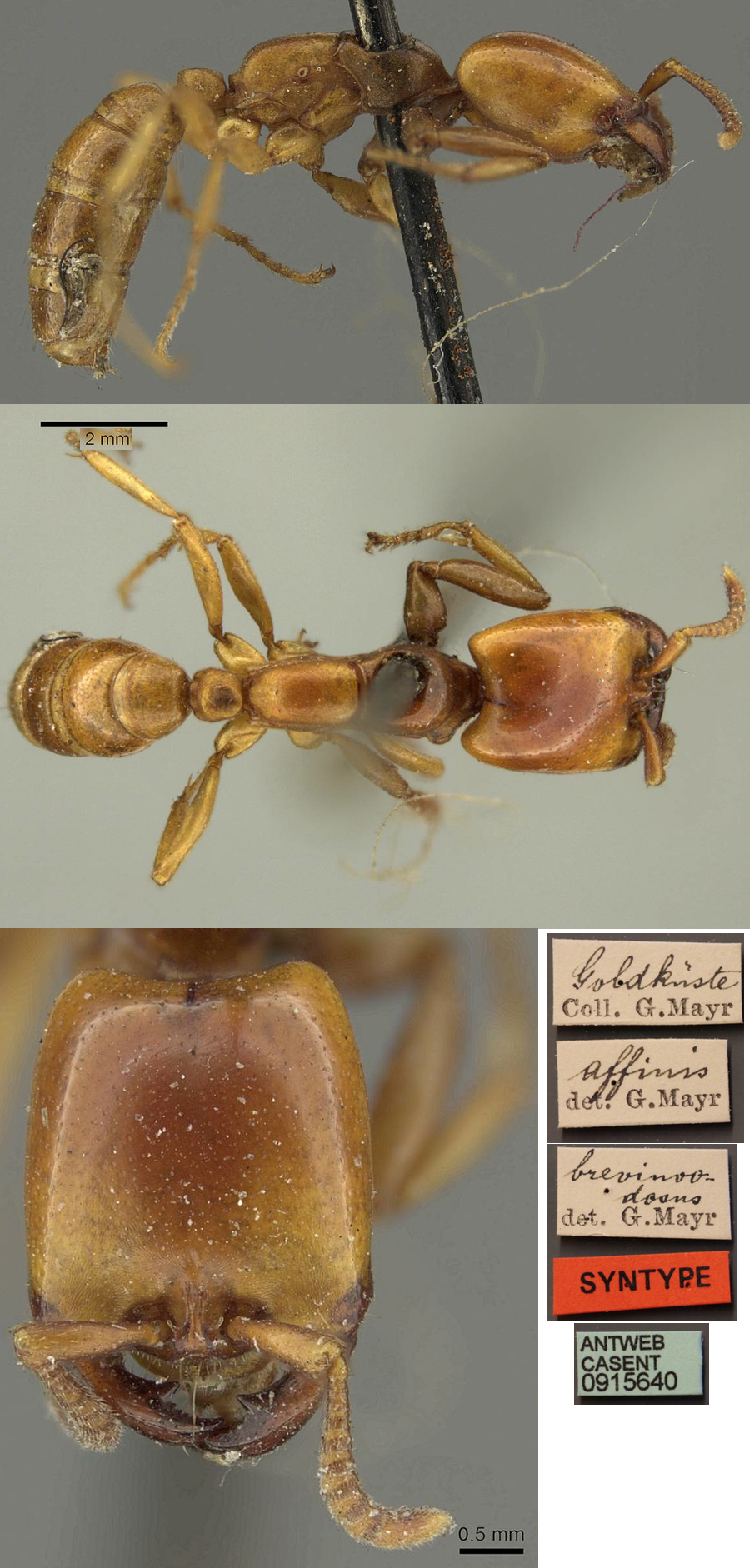 Dorylus affinis brevinodosus worker