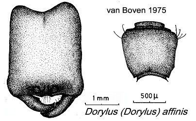 {Dorylus affinis major}