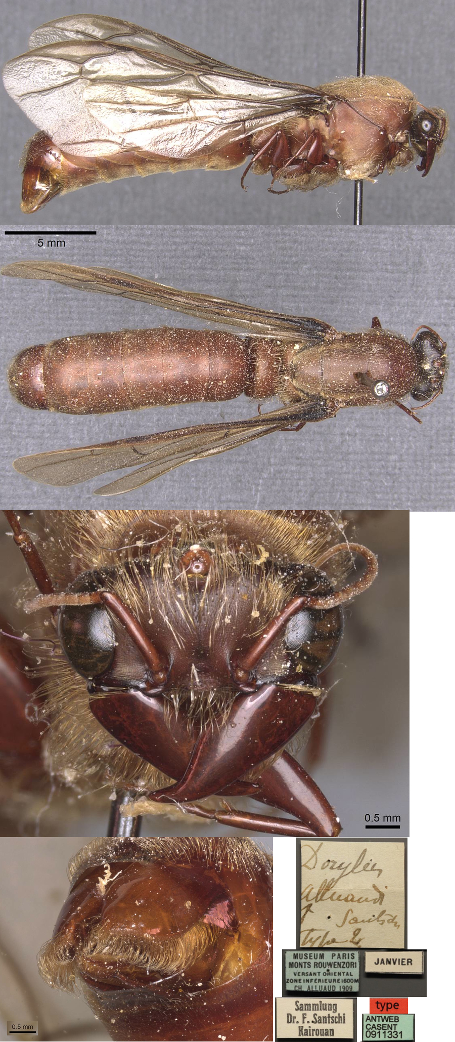 {Dorylus alluaudi holotype male}