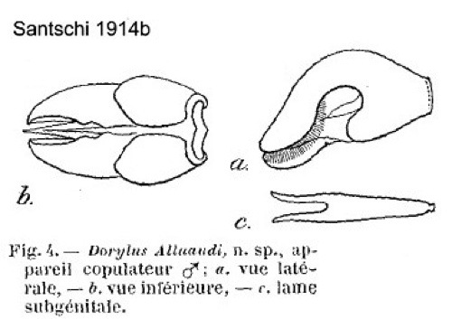 Dorylus alluaudi male genitalia