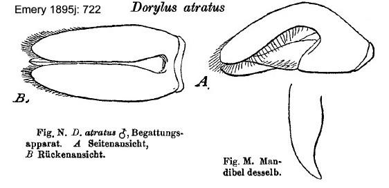 {Dorylus atratus male petiole profile}