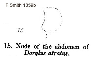 {Dorylus atratus male petiole profile}