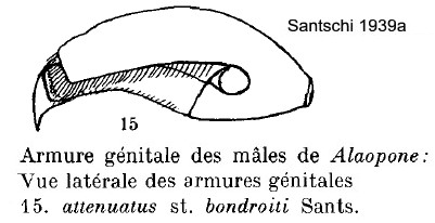{Dorylus attenuatus bondroiti male genitalia}