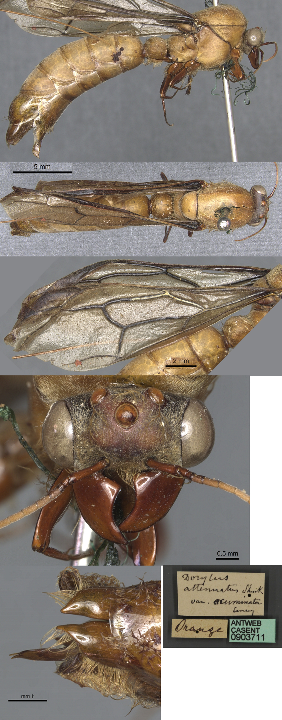{Dorylus acuminata holotype male}