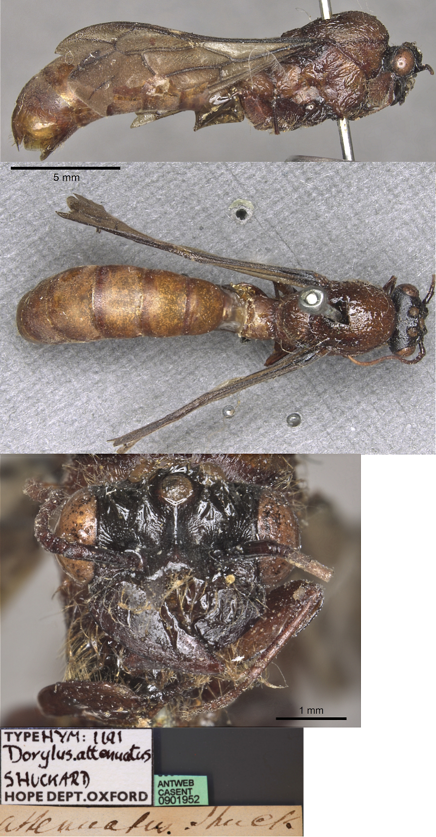 {Dorylus attenuatus holotype male}