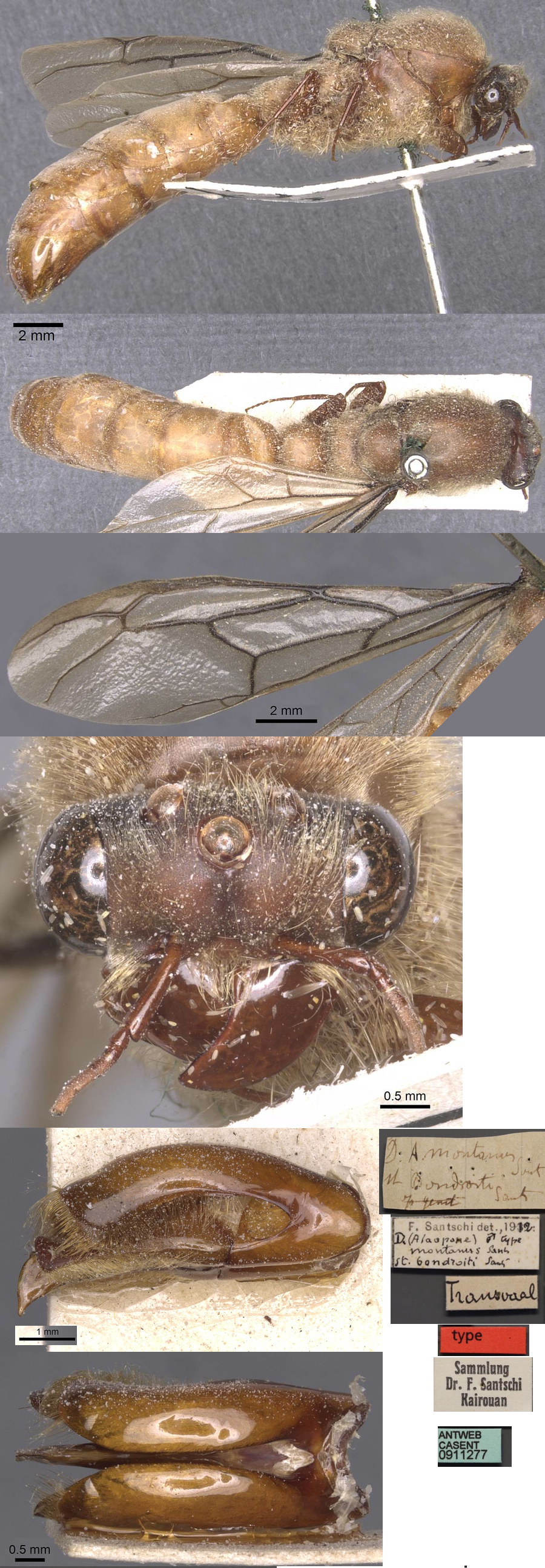 {Dorylus bondroti holotype male}