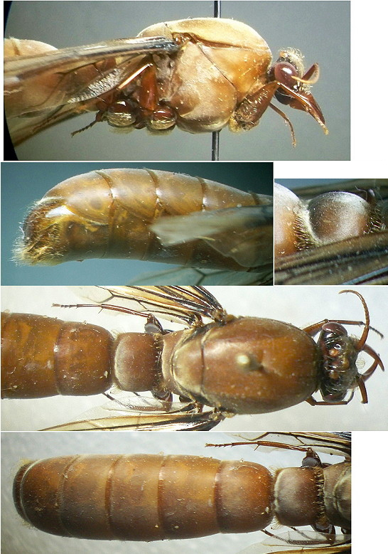 {Dorylus (Typhlopone) fulvus badius male}