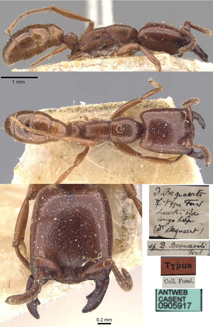 {Dorylus bequaerti holotype}