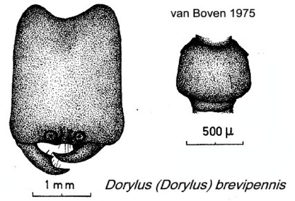 {Dorylus brevipennis major}