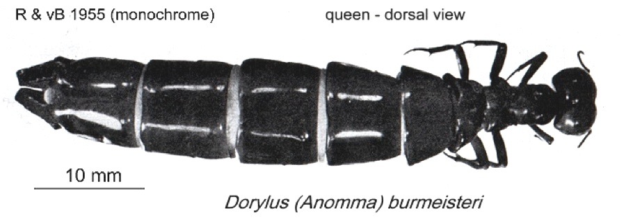 {Dorylus burmeisteri queen}