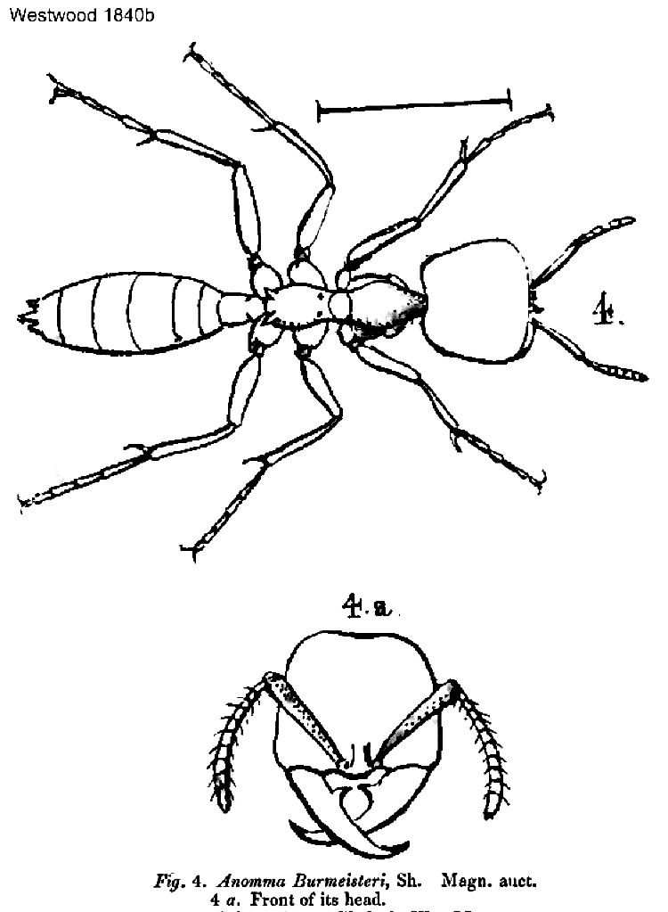 {Dorylus burmeisteri major}