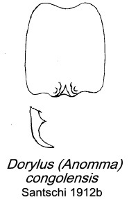 {Dorylus (Anomma) congolensis}