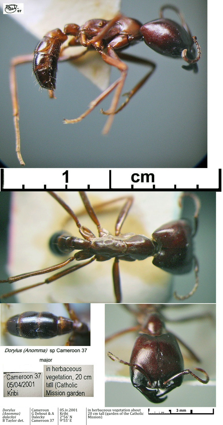 {Dorylus (Anomma) major Cameroon 37}