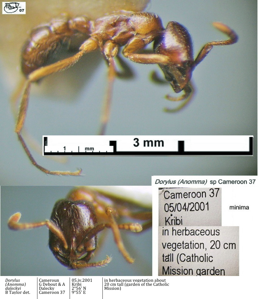 {Dorylus sp Cameroon 37 minima}