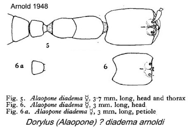{Dorylus (Alaopne) diadema}