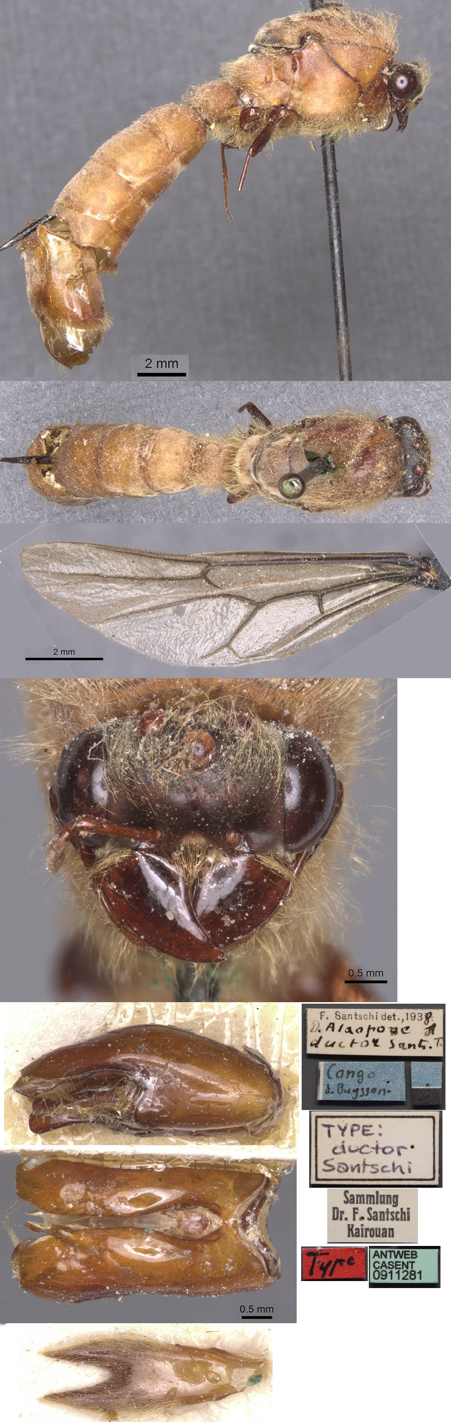 Dorylus ductor male