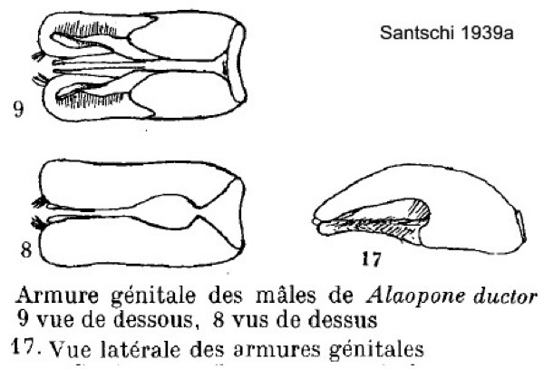 {Dorylus ductor male genitalia}