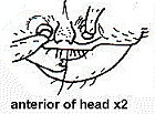 {Dorylus (Rhogmus) fimbriatus head}