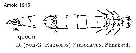 {Dorylus (R.) fimbriatus queen}
