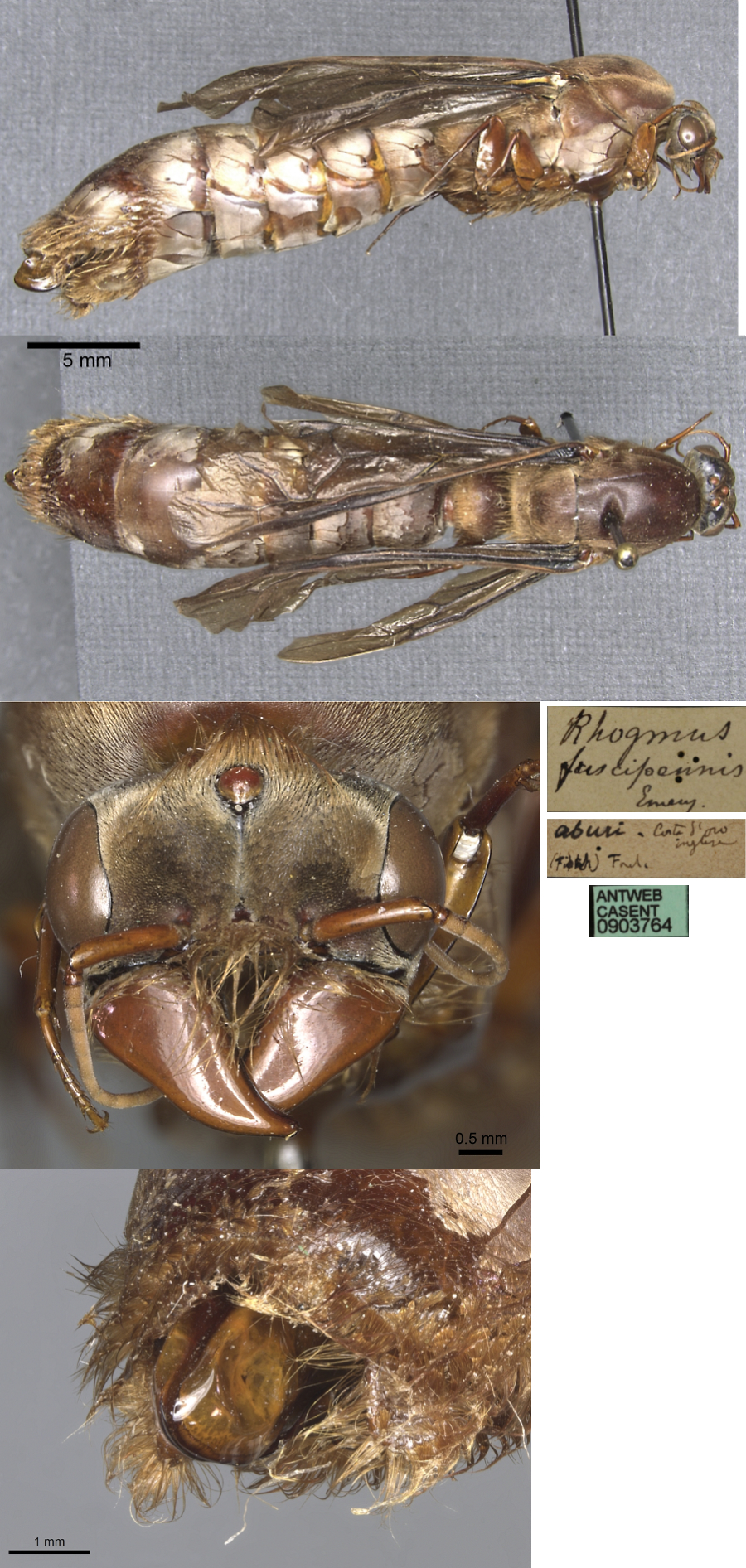 Dorylus fuscipennis male