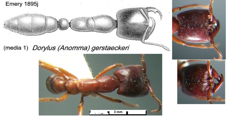 Dorylus gerstaeckeri Emery comparison