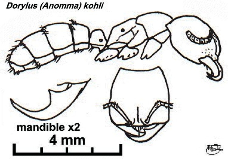 {Dorylus kohli Nigeria}